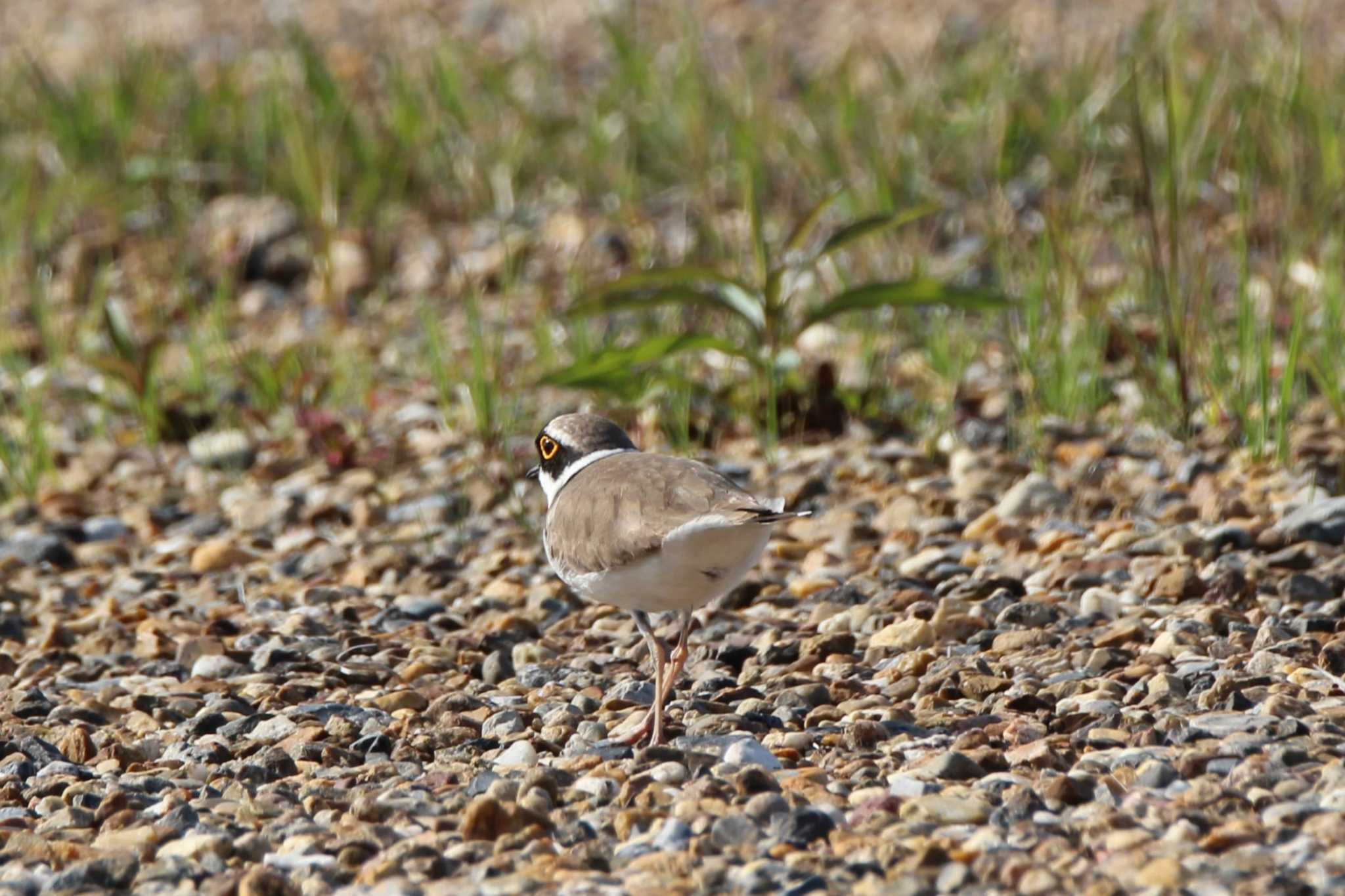 Photo of Little Ringed Plover at 平城京跡 by Ryoji-ji