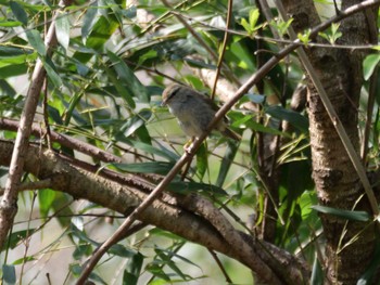 Japanese Bush Warbler 自宅周辺 Thu, 4/11/2024