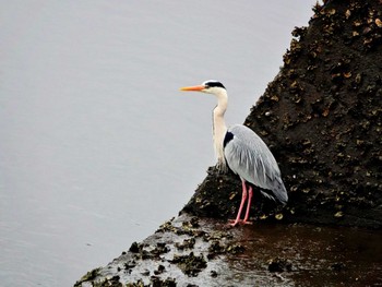 Grey Heron 浦上川 Thu, 4/11/2024