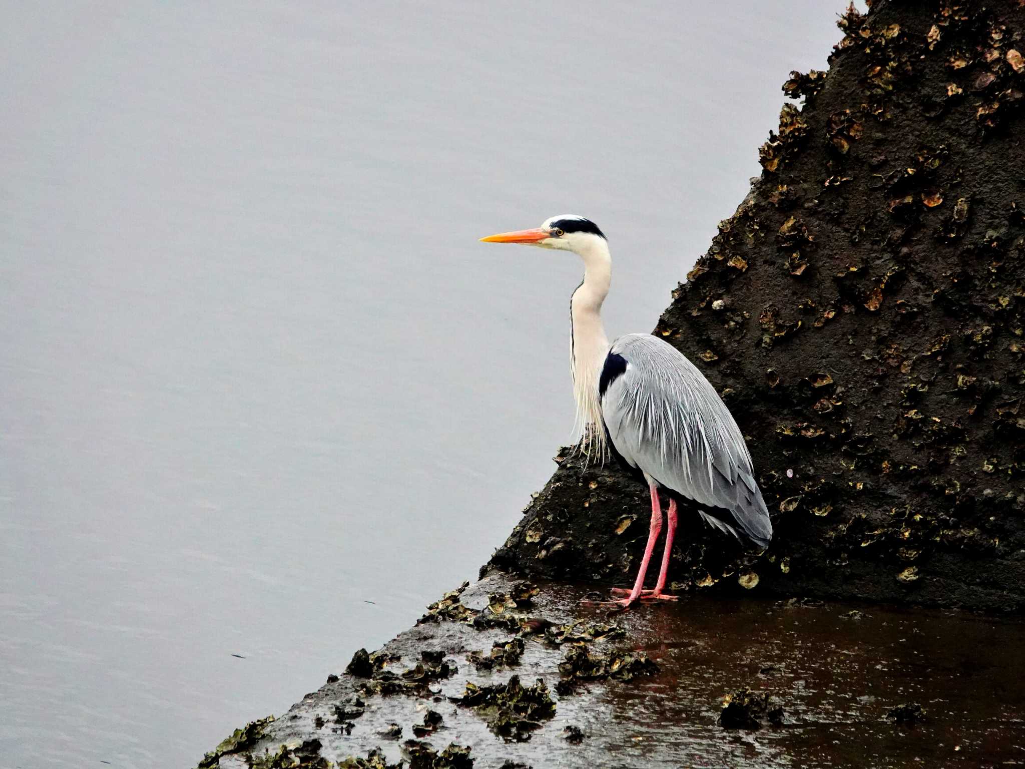 Photo of Grey Heron at 浦上川 by M Yama