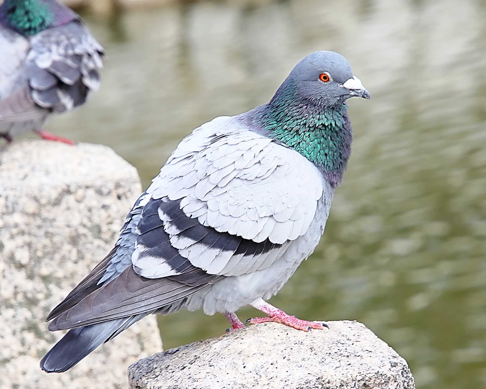 Photo of Rock Dove at 万代池 by Ken Mimura