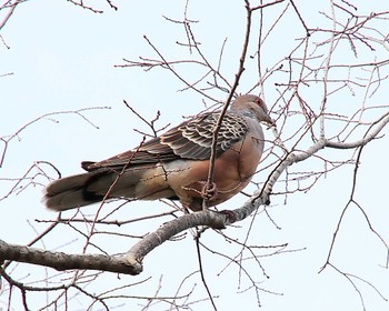 Oriental Turtle Dove 万代池 Fri, 4/5/2024