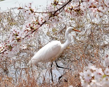 ダイサギ 万代池 2024年4月5日(金)