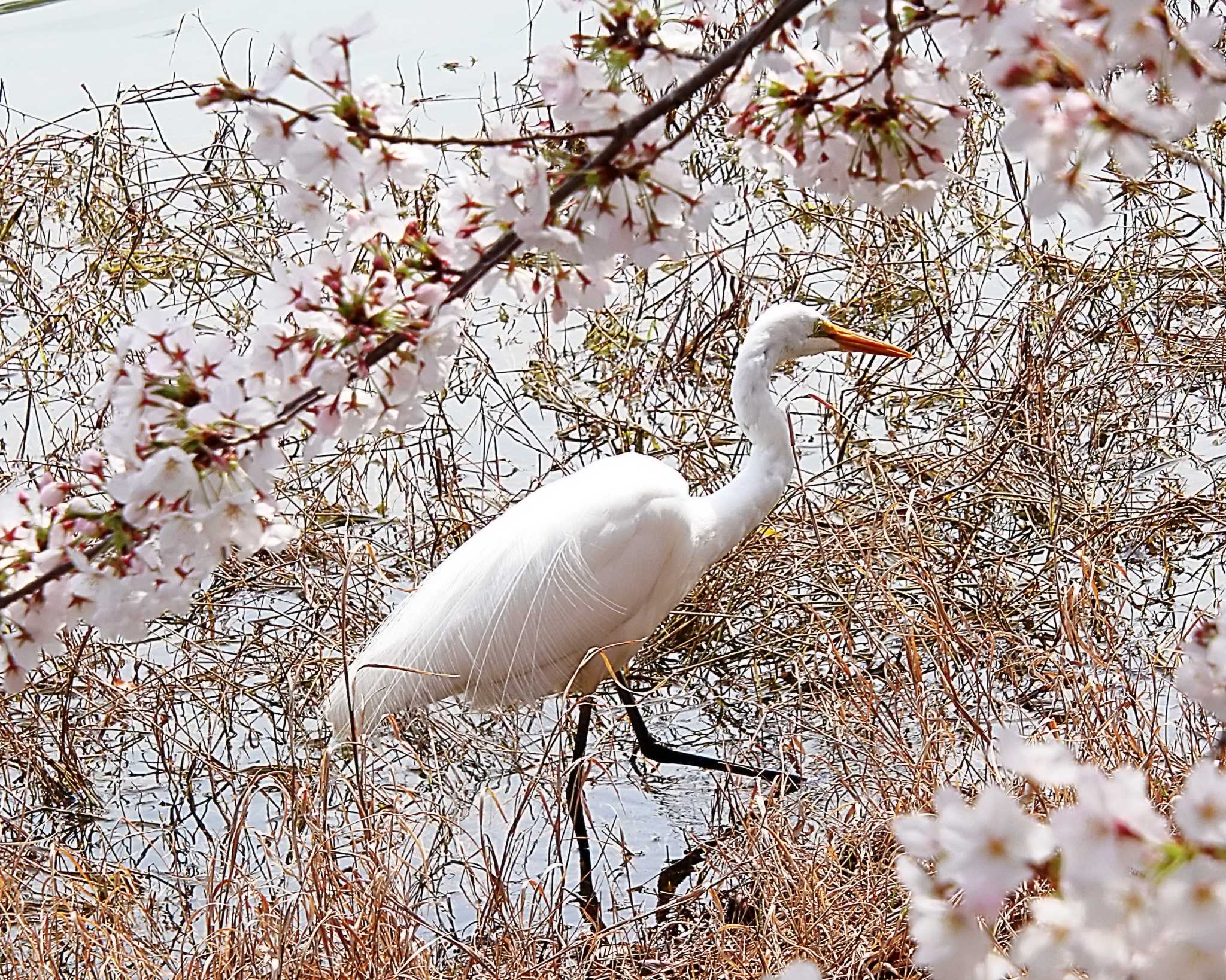Photo of Great Egret at 万代池 by Ken Mimura