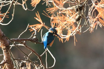 カワセミ 神戸市立森林植物園 2018年12月23日(日)