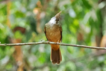 Ochraceous Bulbul ベトナム Wed, 4/3/2024