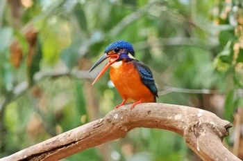 ルリカワセミ ベトナム 2024年4月3日(水)