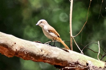 Grey Bush Chat ベトナム Sat, 3/30/2024