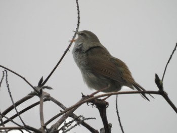 ウグイス 佐鳴湖 2024年3月31日(日)