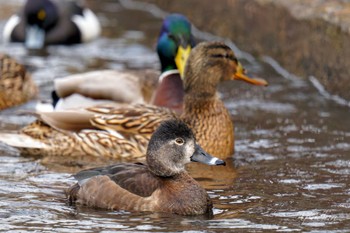 クビワキンクロ こども自然公園 (大池公園/横浜市) 2024年3月24日(日)