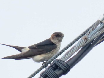 Red-rumped Swallow 目久尻川 Tue, 8/15/2023