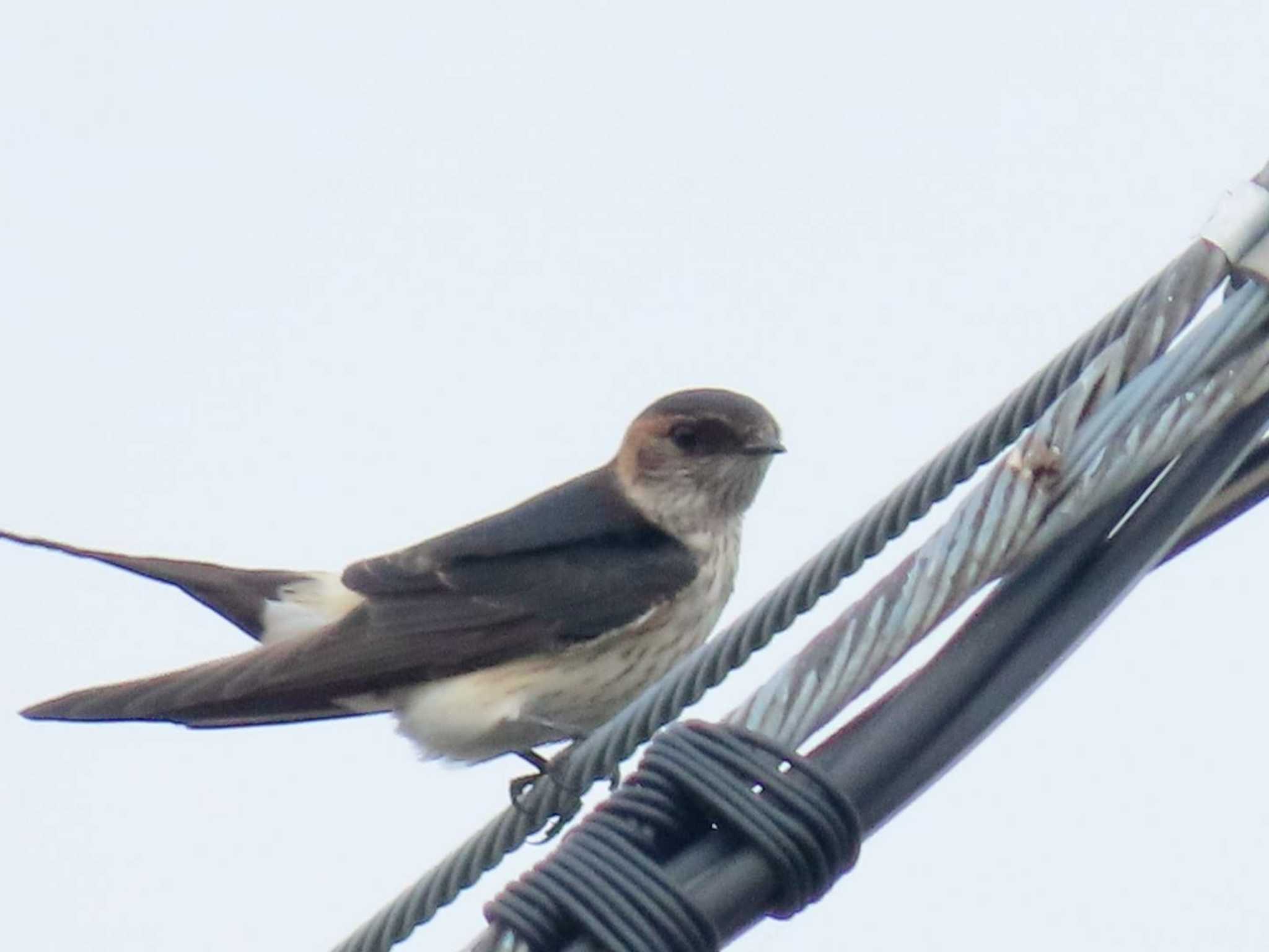 Photo of Red-rumped Swallow at 目久尻川 by すず