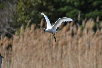 クロツラヘラサギ 葛西臨海公園 2024年4月11日(木)