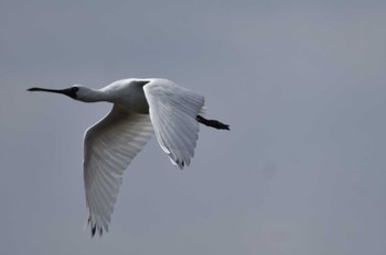 クロツラヘラサギ 葛西臨海公園 2024年4月11日(木)