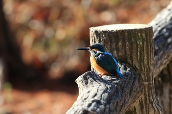 カワセミ 神戸市立森林植物園 2018年12月23日(日)