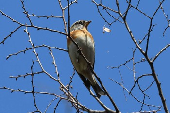 Brambling Osaka castle park Sun, 3/10/2024