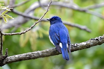 Blue-and-white Flycatcher 油山市民の森 Thu, 4/11/2024