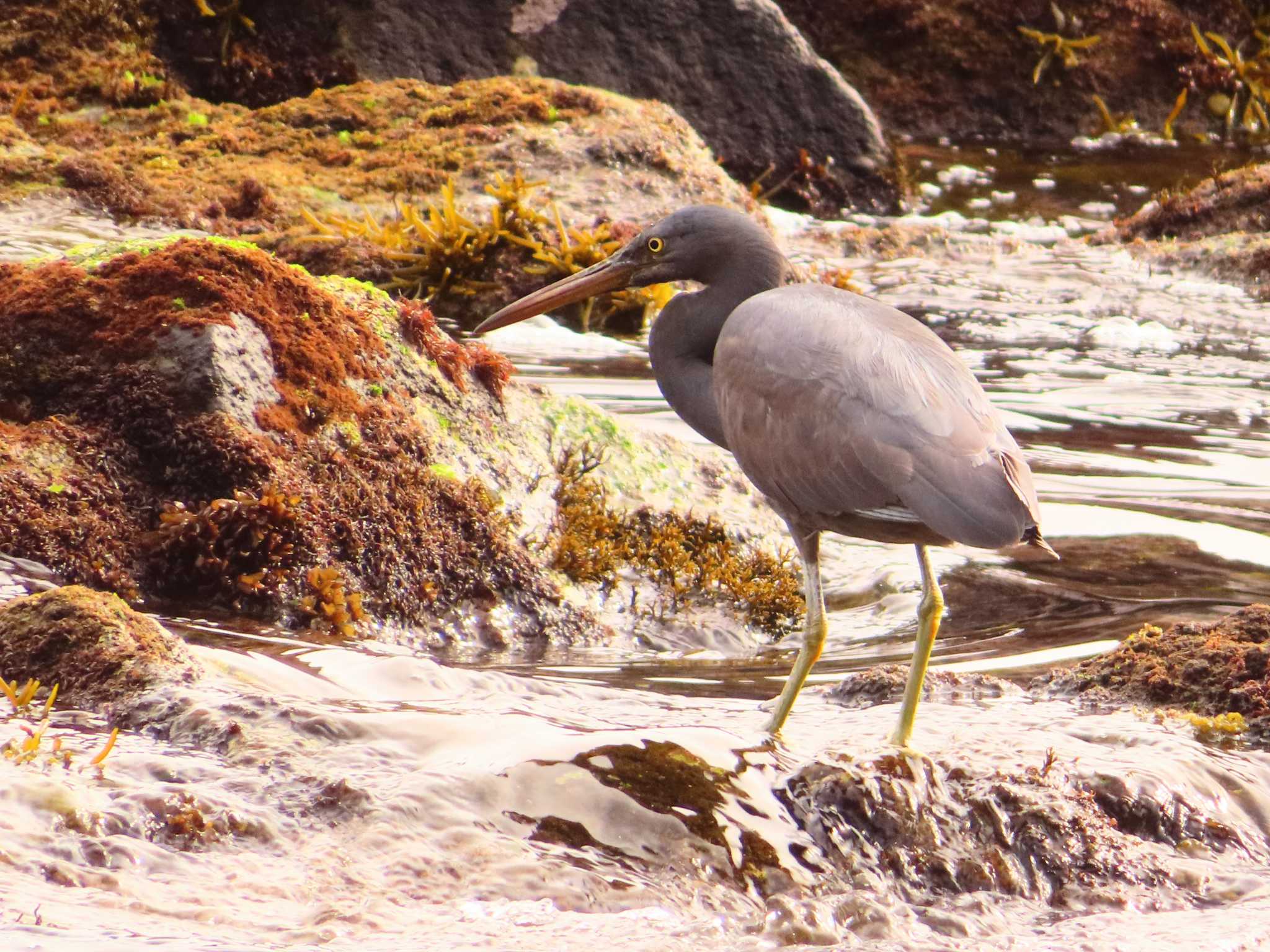 Photo of Pacific Reef Heron at 真鶴岬 by ゆ