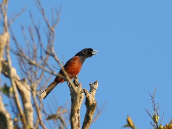 Lidth's Jay Amami Nature Observation Forest Thu, 4/11/2024