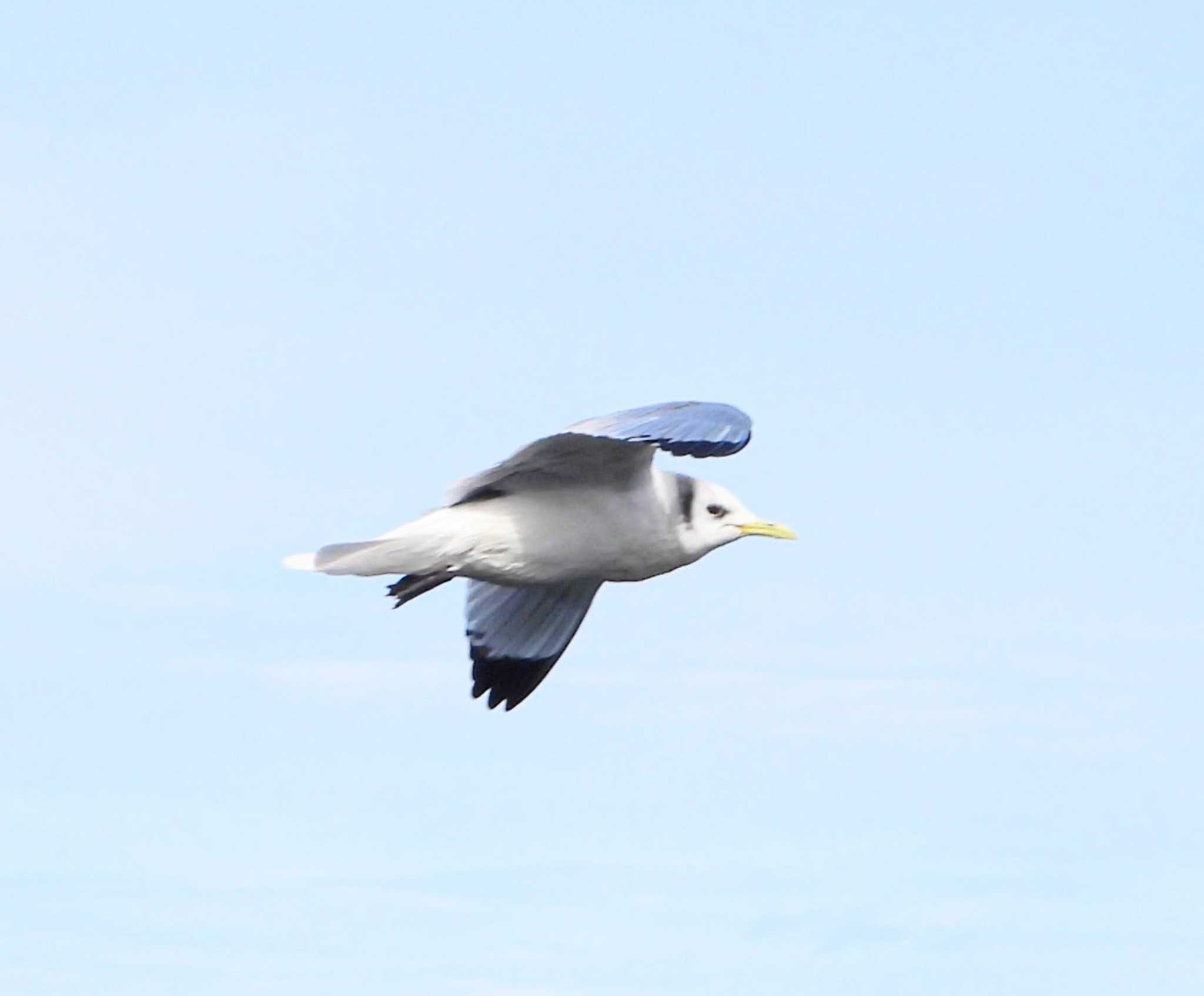 Photo of Black-legged Kittiwake at  by サジタリウスの眼