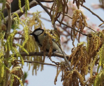 シジュウカラ 木場公園(江東区) 2024年4月11日(木)