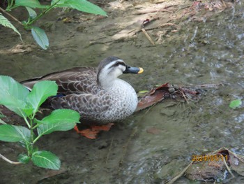 カルガモ 都内公園 2024年4月11日(木)