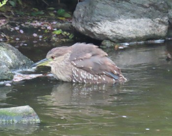 Black-crowned Night Heron 仙台堀川公園(江東区) Thu, 4/11/2024