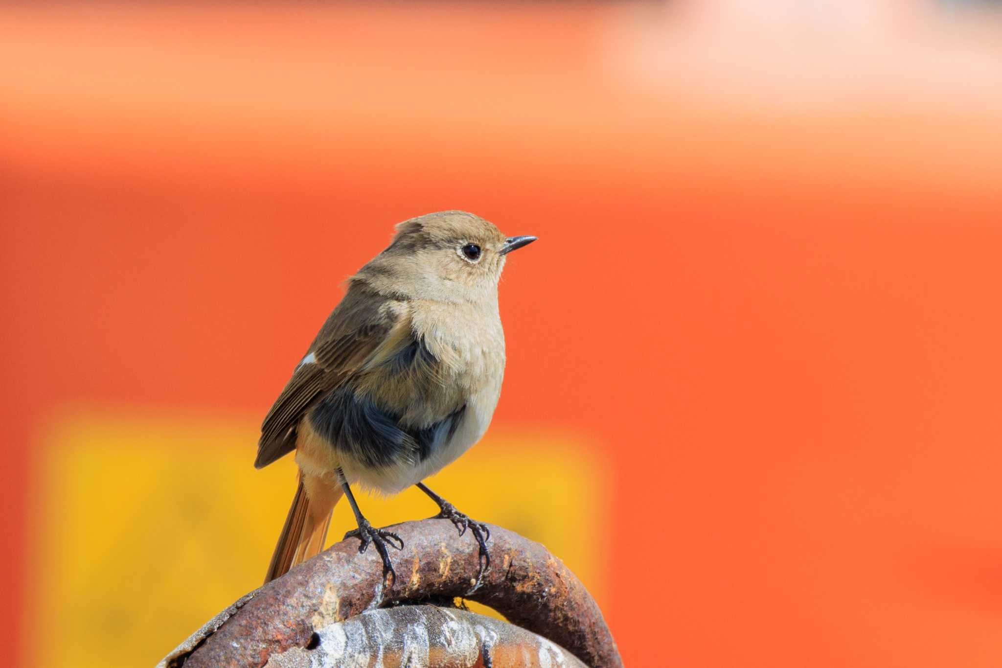 Photo of Daurian Redstart at 本荘人工島 by ときのたまお