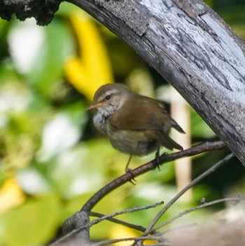 Japanese Bush Warbler 観音崎公園 Thu, 4/11/2024