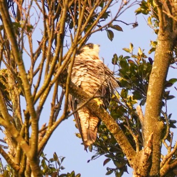 Peregrine Falcon 観音崎公園 Thu, 4/11/2024