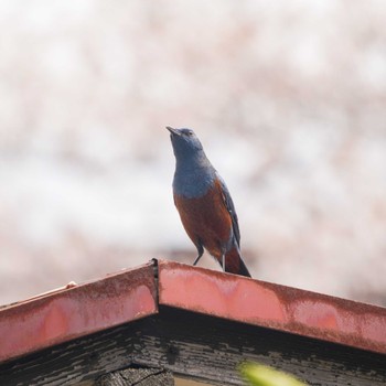 Blue Rock Thrush 自宅近辺 Thu, 4/11/2024