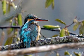 Common Kingfisher Kodomo Shizen Park Sun, 3/24/2024