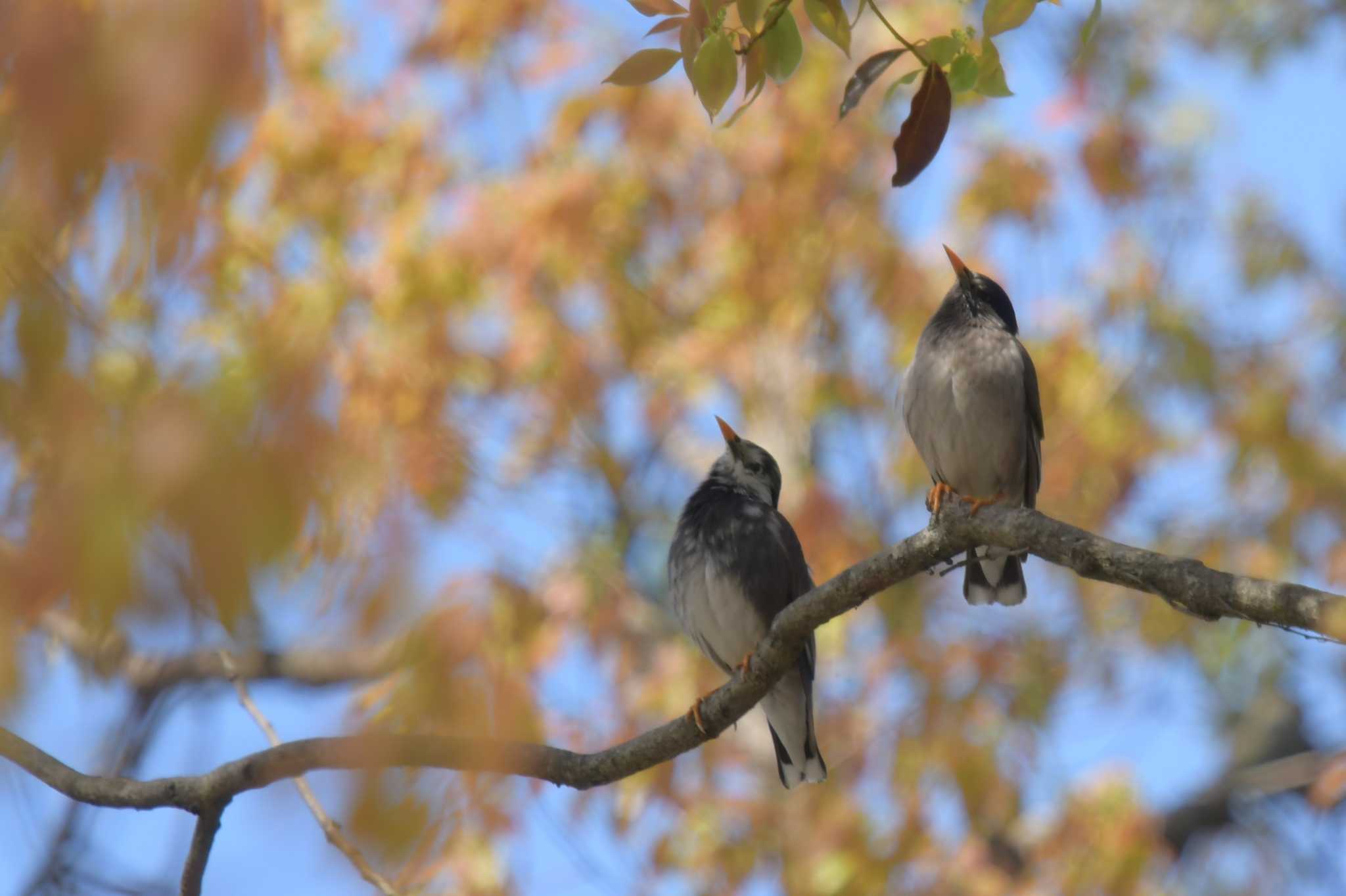 Photo of White-cheeked Starling at 愛媛県新居浜市 by でみこ