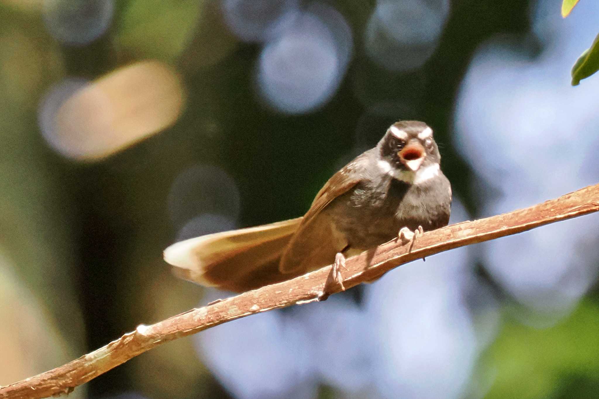 ベトナム ノドジロオウギビタキの写真 by 藤原奏冥