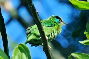 Blue-throated Barbet ベトナム Sat, 3/30/2024