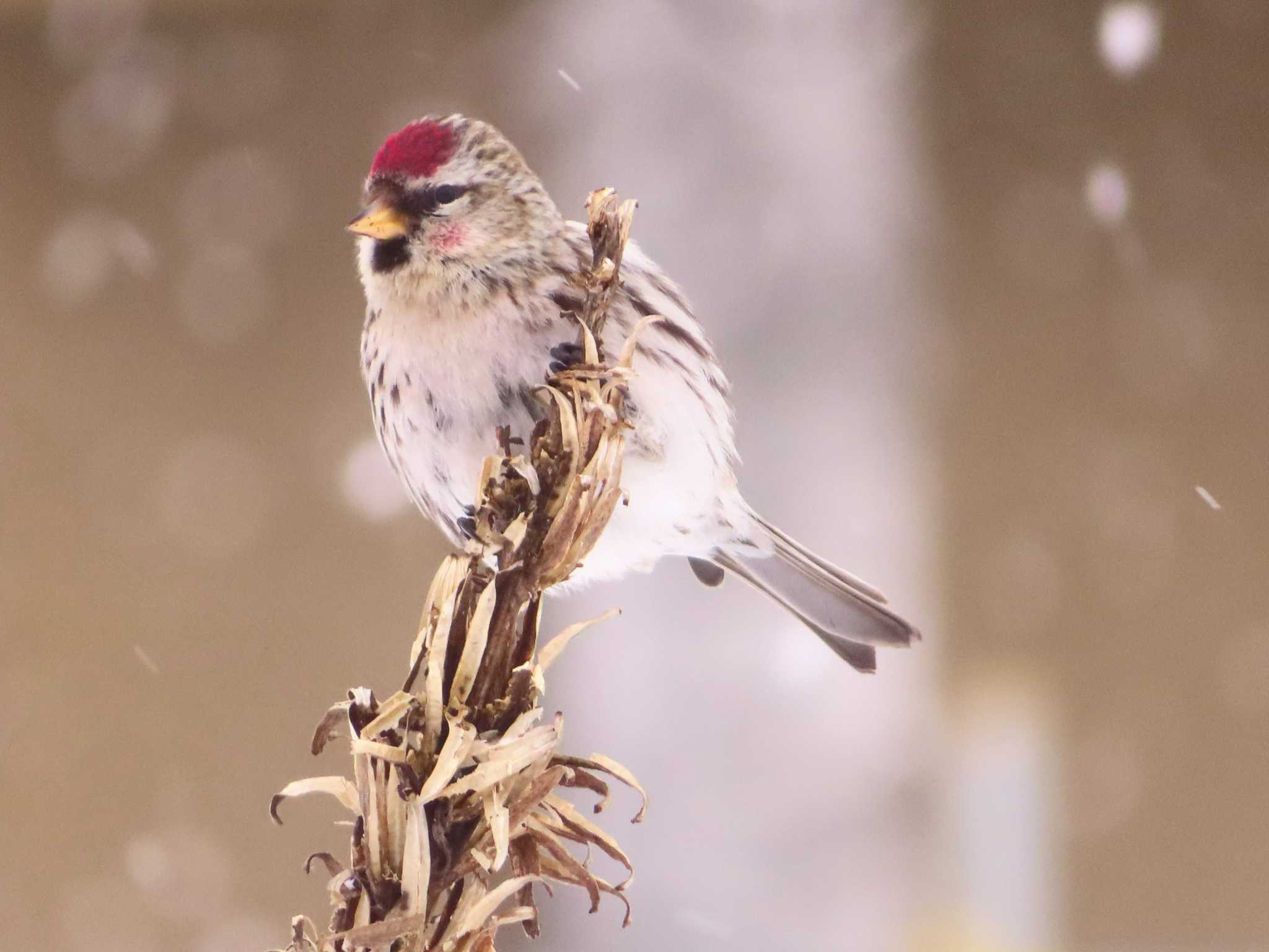 Photo of Common Redpoll at Makomanai Park by ゆ