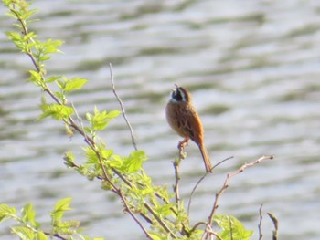 Meadow Bunting 八千代総合運動公園 Fri, 4/12/2024