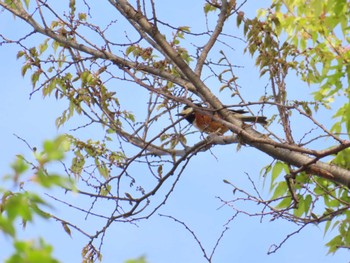 Varied Tit 八千代総合運動公園 Fri, 4/12/2024