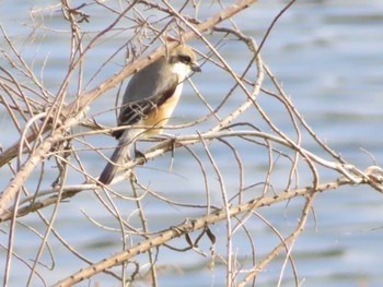 Bull-headed Shrike 八千代総合運動公園 Fri, 4/12/2024