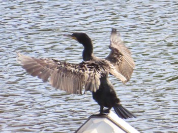 Great Cormorant 八千代総合運動公園 Fri, 4/12/2024