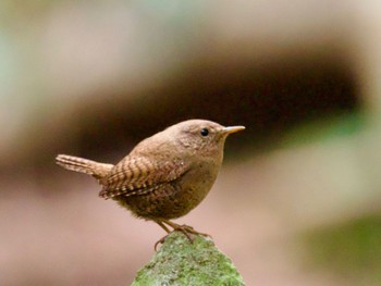 Eurasian Wren 神奈川県 Fri, 4/12/2024