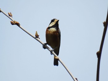 Varied Tit 金沢林道 Thu, 4/11/2024