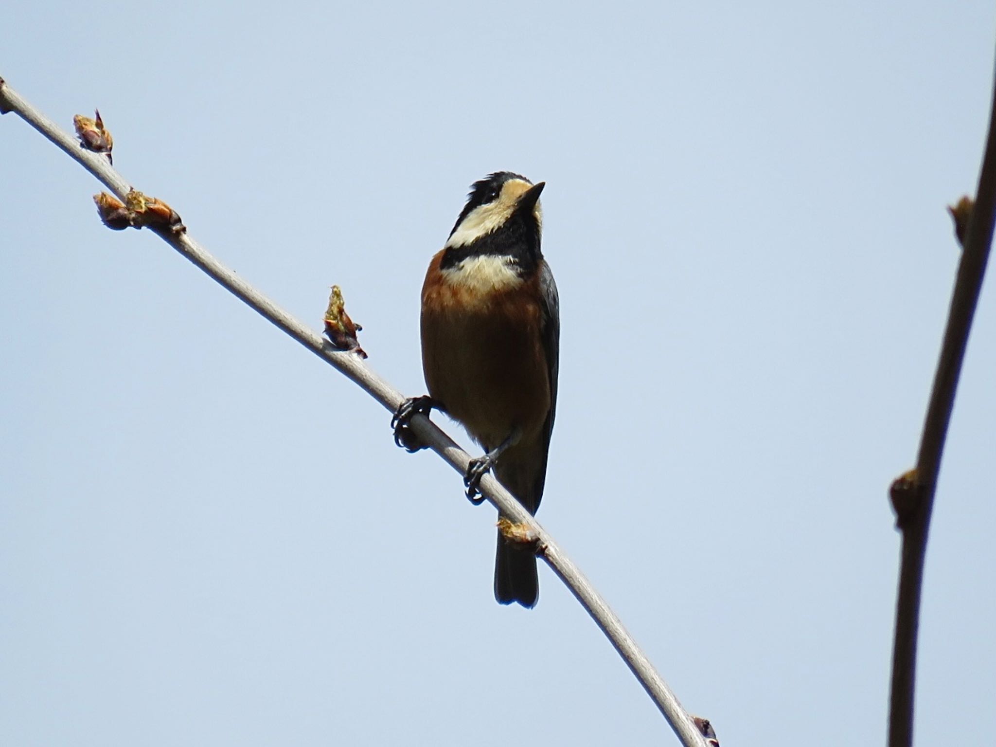 Photo of Varied Tit at 金沢林道 by tobassaw