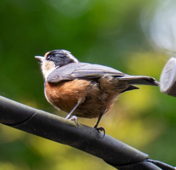 Varied Tit 滋賀県米原市 Thu, 4/11/2024