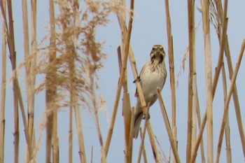 Common Reed Bunting Teganuma Sun, 4/7/2024