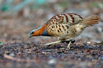 Chinese Bamboo Partridge Kodomo Shizen Park Sun, 3/24/2024