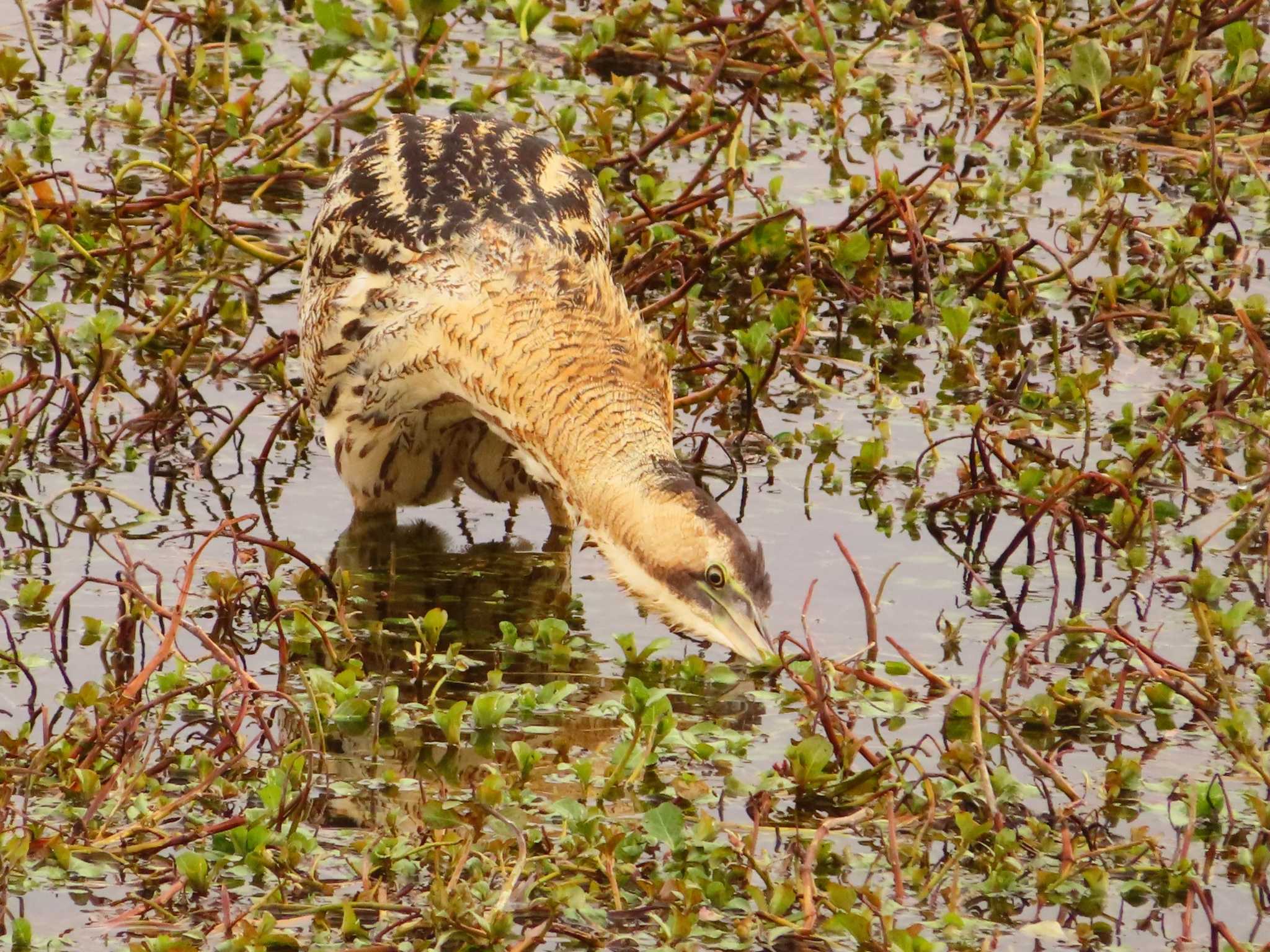 Eurasian Bittern