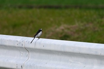 Japanese Wagtail 滋賀県長浜市 Fri, 2/23/2024