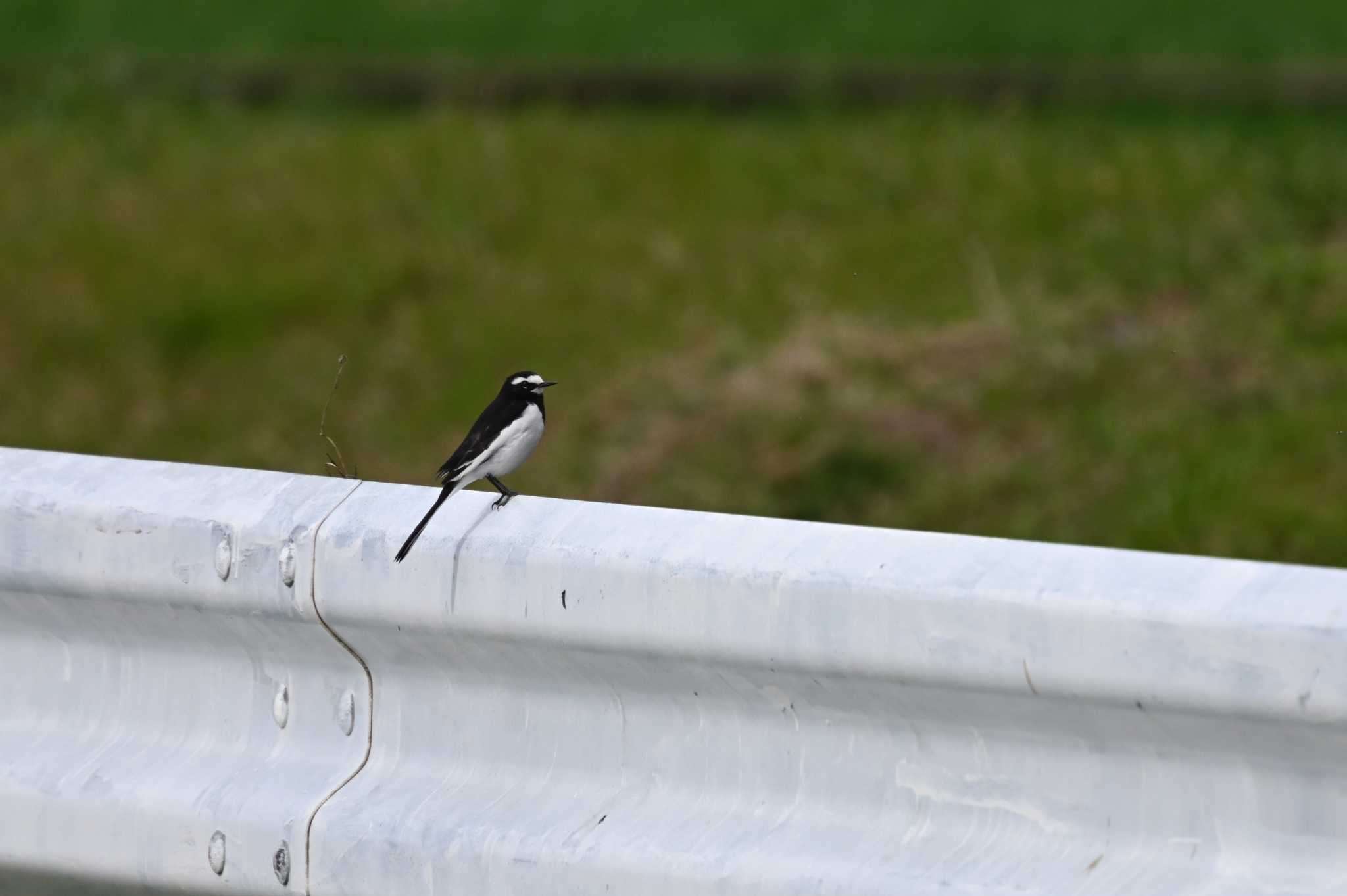 Japanese Wagtail