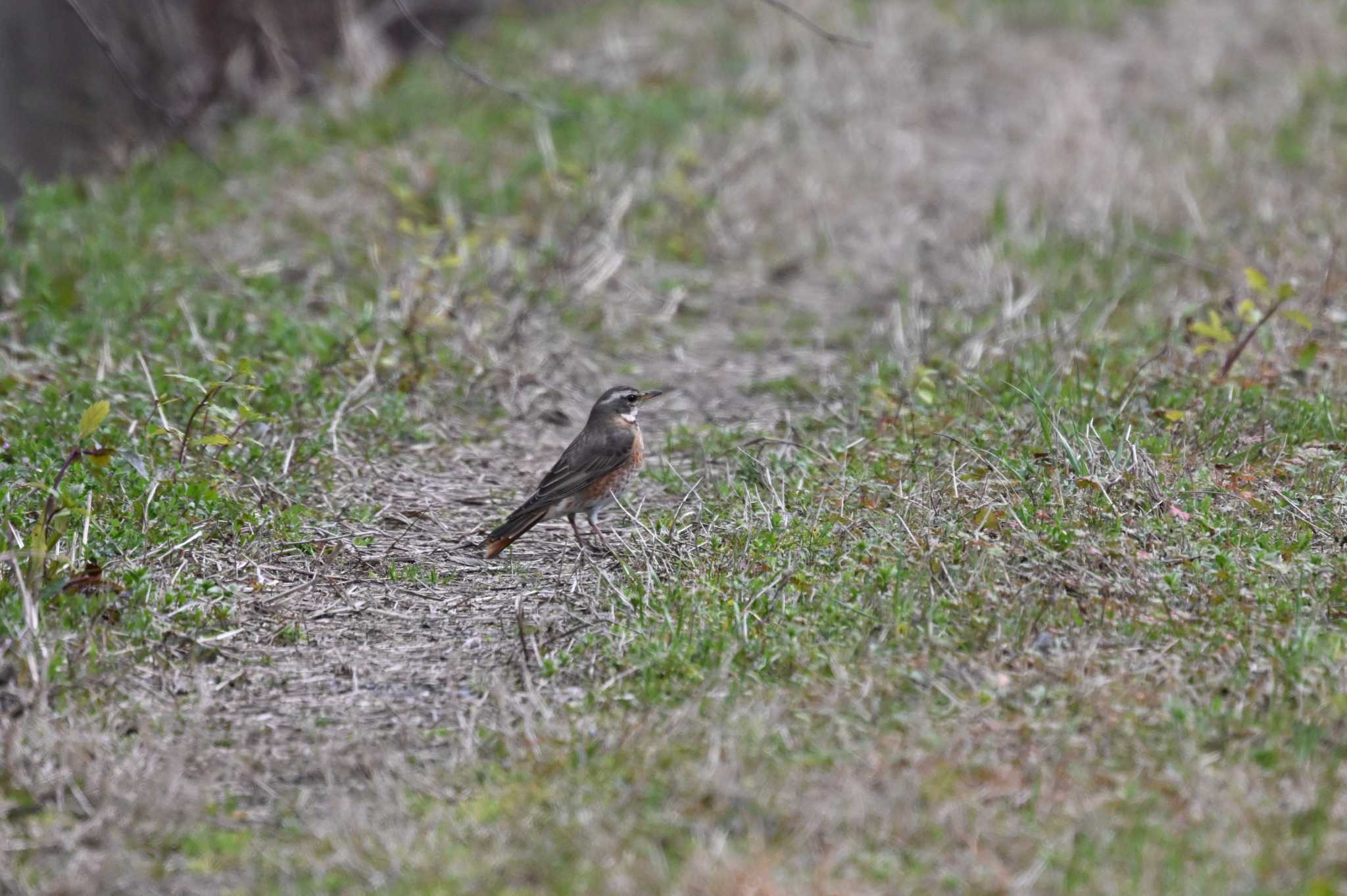 Dusky Thrush